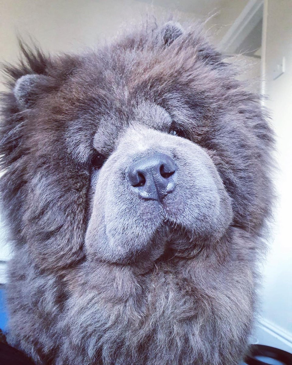 Rachel444s's tweet photo. Update: yesterday we lost my beautiful boy Blue. He unfortunately contracted the doggy sickness bug which we believe led to him developing septic peritonitis which the vets couldn’t treat. He was the most beautiful charismatic and extra dog. I will miss him forever.. https://t.co/dPaf0YqdFy