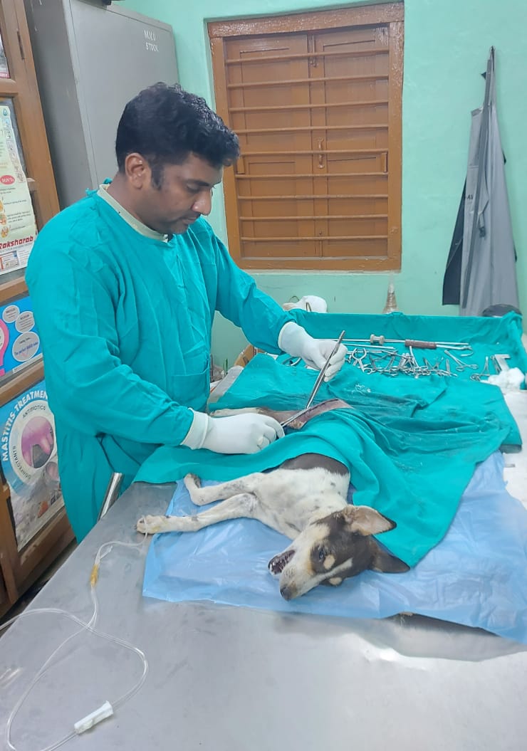 dahvsodisha's tweet photo. Dr Prasant Sika, a vet working at Semiiguda veterinary hospital in Koraput is acting as an ace in veterinary surgery to relieve the pain of dumb animals. A dog with femur fracture critically operated by Dr Sika and intramedullary pinning done using normograde technique.

Kudos! https://t.co/6xex9zQcBm