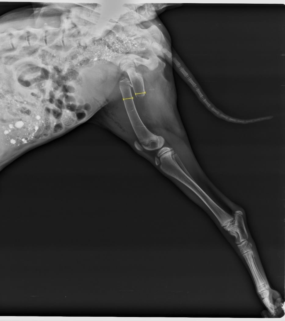 dahvsodisha's tweet photo. Dr Prasant Sika, a vet working at Semiiguda veterinary hospital in Koraput is acting as an ace in veterinary surgery to relieve the pain of dumb animals. A dog with femur fracture critically operated by Dr Sika and intramedullary pinning done using normograde technique.

Kudos! https://t.co/6xex9zQcBm