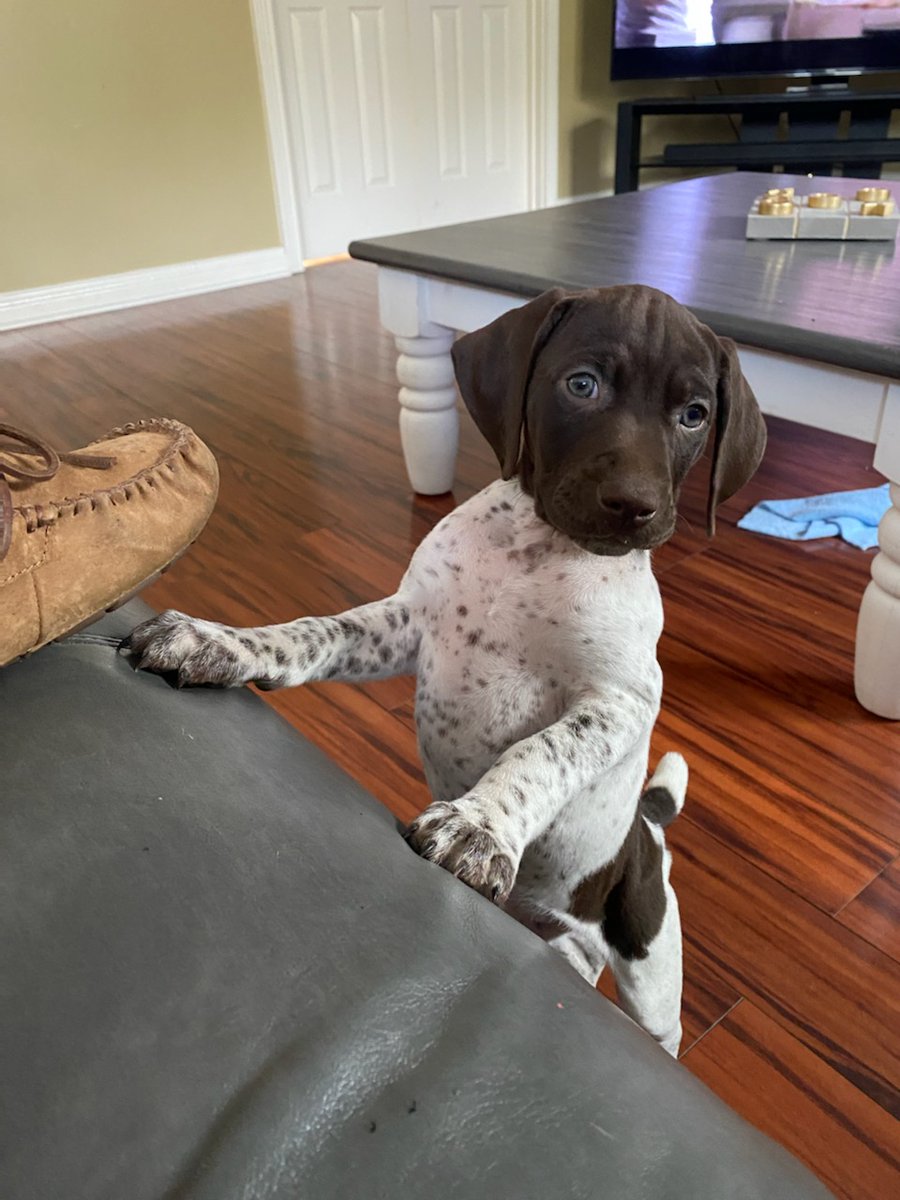 Quinn, Bird Dog in training
