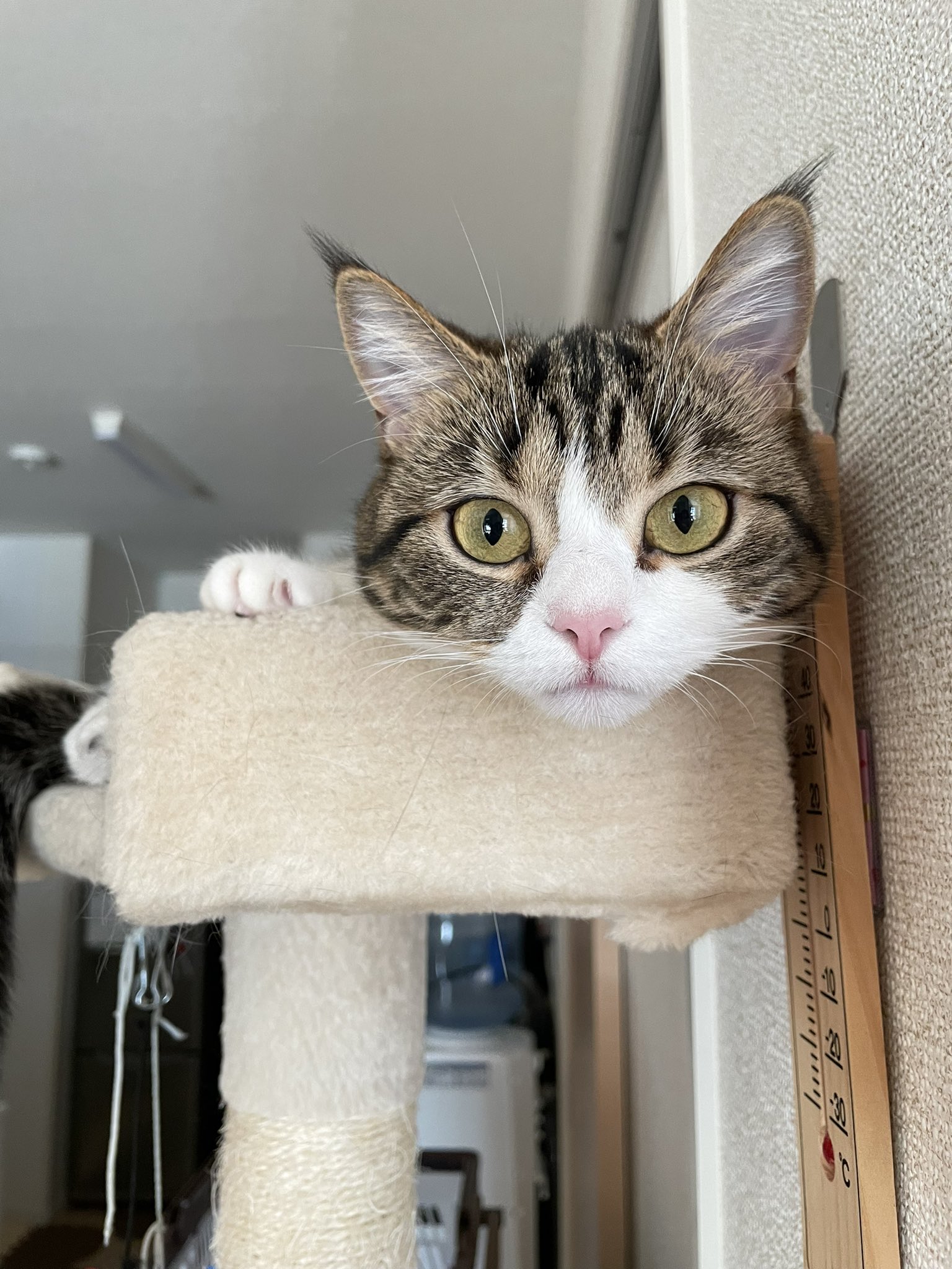 猫発情期 Twitter Search Twitter