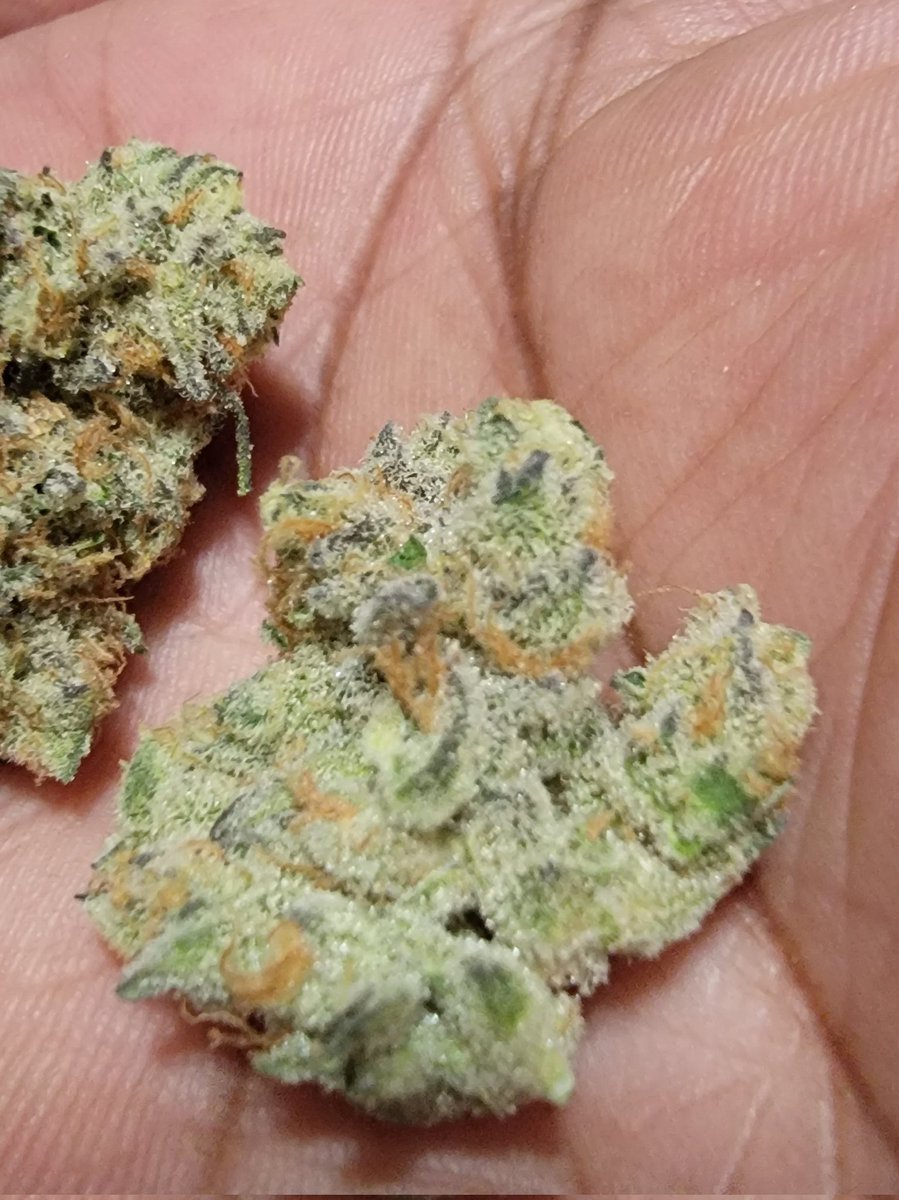__Macmane__'s tweet photo. Platinum Kush Breath 😮💨😁🤘🏾#Reefa #couchlock https://t.co/HJIycdqTgu