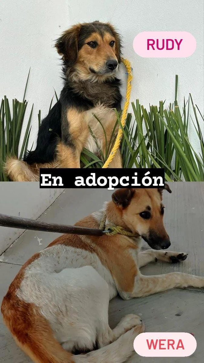 IvethG9's tweet photo. Hola les cuento que estos perritos están en la perrera en Pachuca y el viernes los van a sacrificar 🥺🥺🥺🥺 no tengo casi seguidores pero si te aparece esto ayúdame a compartir por favor te lo pido no sé qué más hacer 😭😭😭 https://t.co/q3YHMyAvxR