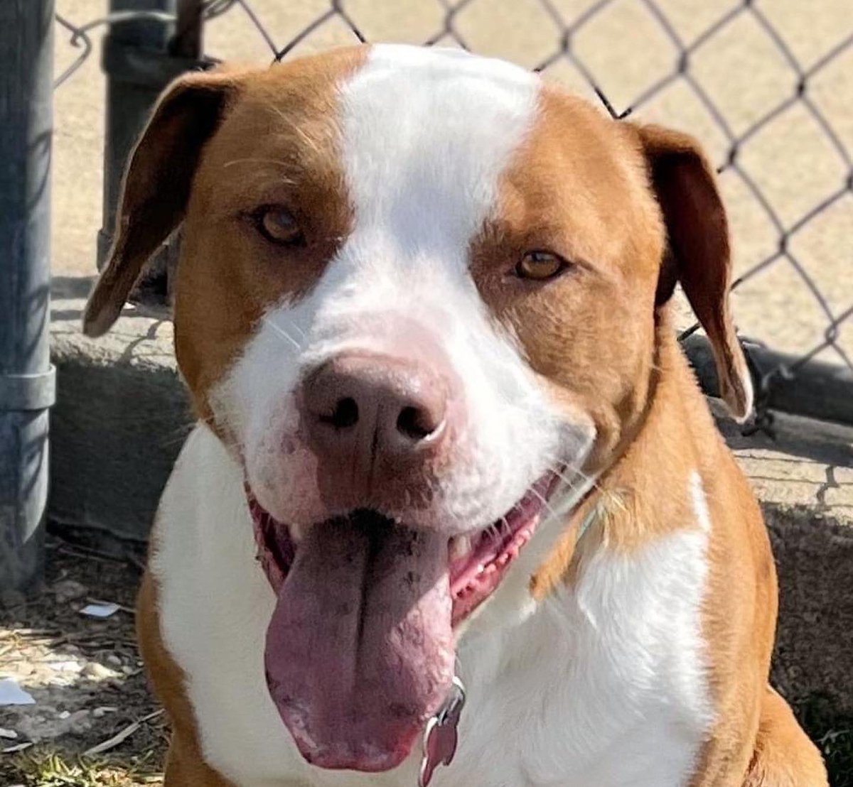 Meet Kato. He is a very sweet, calm, medium-sized boy. He is a 2-3 yrs old mixed breed. Kato is well-behaved and easy to walk. He’s affectionate and gets along well with people and dogs.Please apply to adopt Kato at Rescueridge.com #AdoptDontShop