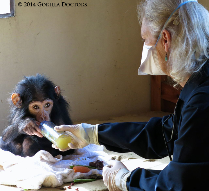 GiselleHuerta16's tweet photo. Infants that have become orphans due to their mother being poached for bushmeat, have shown psychological and physical trauma right after the incident and for years after as well. These infants scratch at their flesh and repetitively rocking back and forth #39canimals https://t.co/VnqE57mrV3