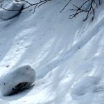 ツイートに含まれる画像