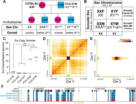 OcanasSR's tweet photo. Checkout our updated pre-print "Differential regulation of mouse hippocampal gene expression sex differences by chromosomal content and gonadal sex" - https://t.co/ZWFwzCAk9I @KylaTooley @FreemanLabOMRF @StevenAustad https://t.co/6RI0WAt1i5