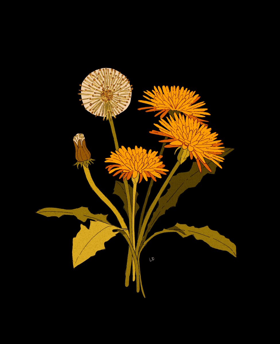 LibbyFrame's tweet photo. Dandelions commish https://t.co/2XVi1rcKYk