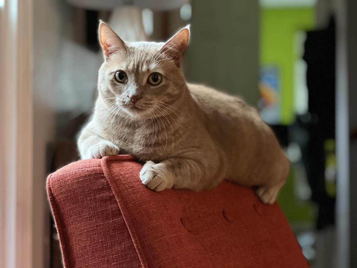 why sit in the chair when you can sit on the back? 
#CatsOfTwitter #cat #cats