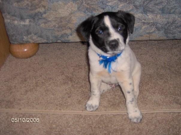 STEM08's tweet photo. Just had to put my best friend for the past 16 years down. 

Love you Freeway! You'll be missed. https://t.co/sxBNE2nobi
