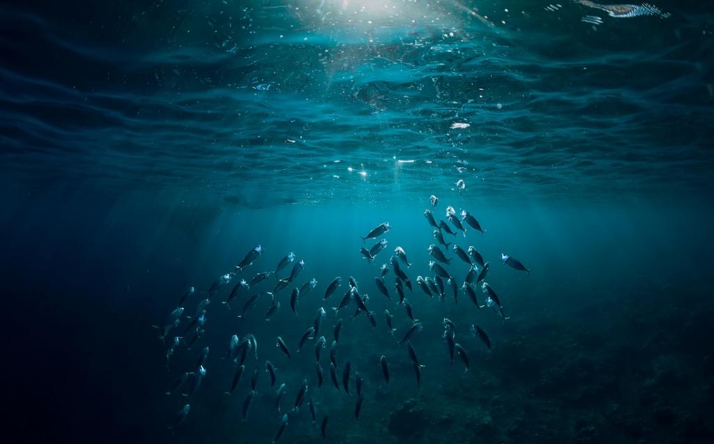 SoniaCAdhana's tweet photo. #African countries want international community to raise funding for #Oceans ahead of 2nd #UnitedNationsOceanConference in June
since water bodies have got least % of both #OfficialDevelopmentAssistance & #GreenClimateFund
Portugal & Kenya will co-host #UNOC in Lisbon in june https://t.co/sfnTnnLFhm