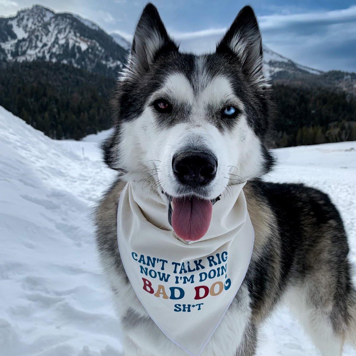 Can’t talk, to busy doing bad dog shit 🤪 #dogsoftwitter #twitterdogs #husky #malamute