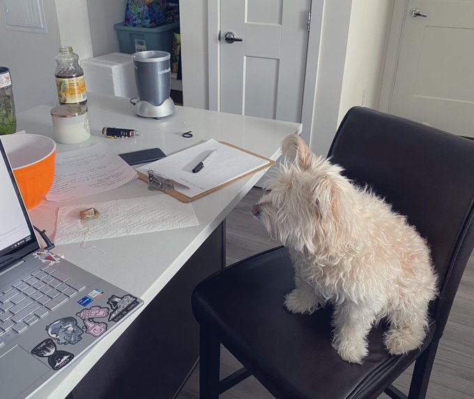 Sir Charles is taking notes on the Zoom meeting while my roommate and I clean the kitchen. 🤣 we were<a href="/tag/edible"class="tags"><span>#edible</span></a>