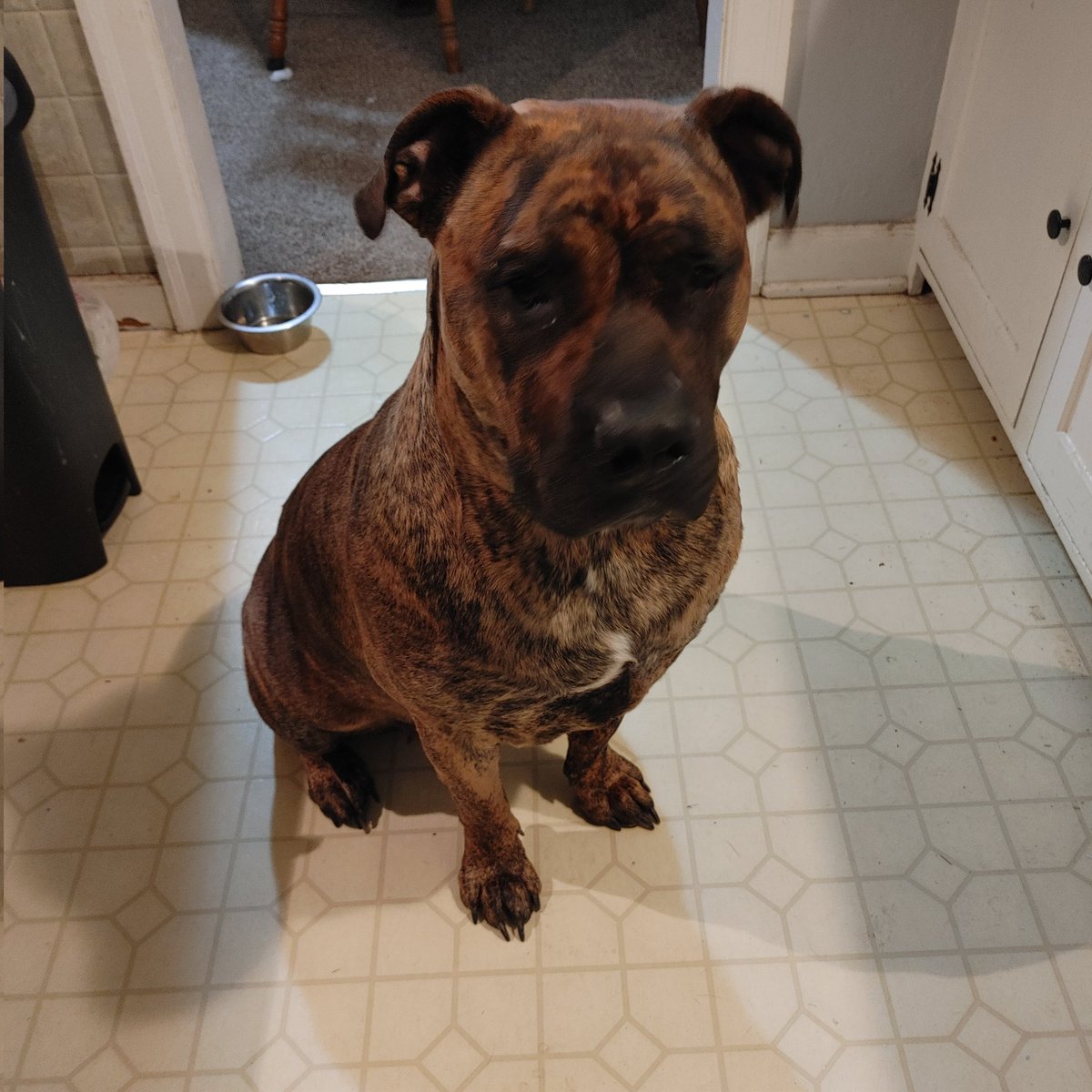 blik_lik's tweet image. #BuschCTOcontest