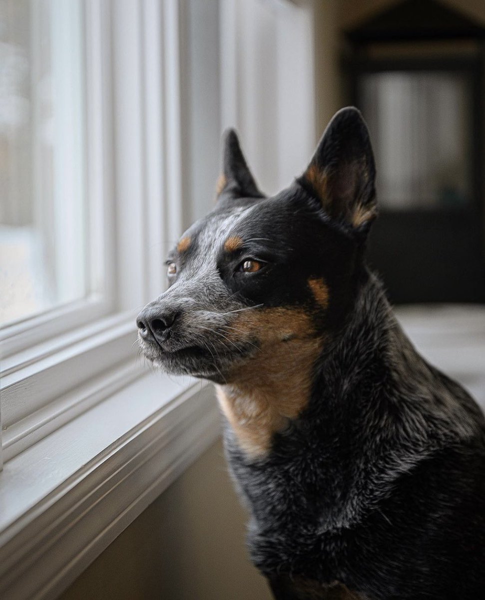 Dogs of MSP tweet media