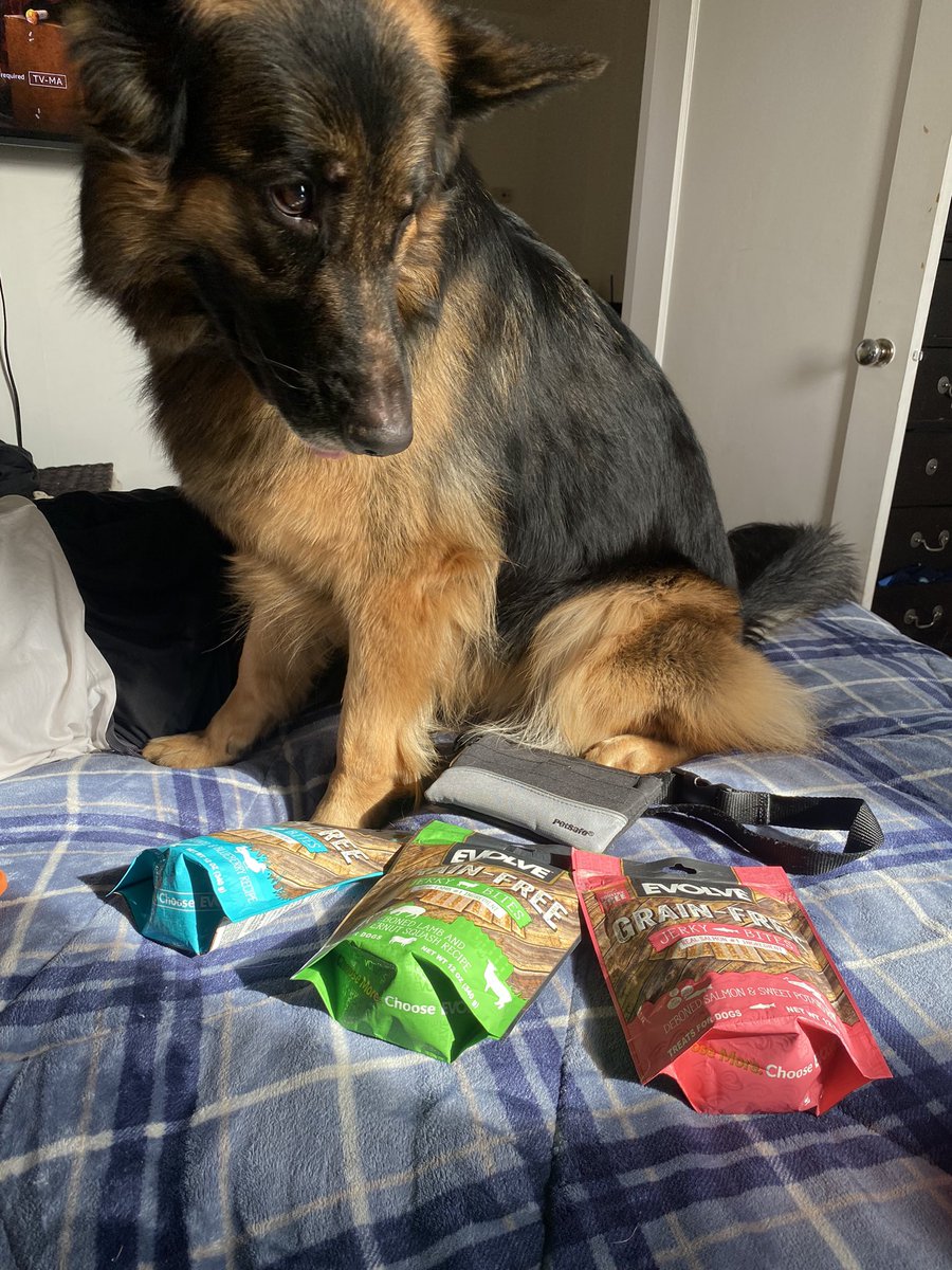 These are all my treats 👏😛 #dogsoftwitter #DogADessert