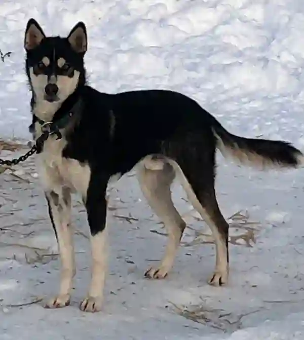 SledDogADay's tweet photo. Ridge from Karin Hendrickson's Blue on Black Kennels is the Sled Dog of the Day! This goofy 2 year-old is a true Iditarod rookie and is having a great time on the trail so far. He is described as a bit of a knucklehead by Karin - he's currently resting in McGrath with his team! https://t.co/5TL4X63hBS