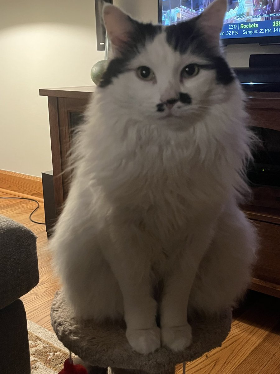 TazTheDevilCat's tweet photo. It’s late night crunchy time but my dad is watching basketball #CatsOfTwitter https://t.co/P9piBrklMl