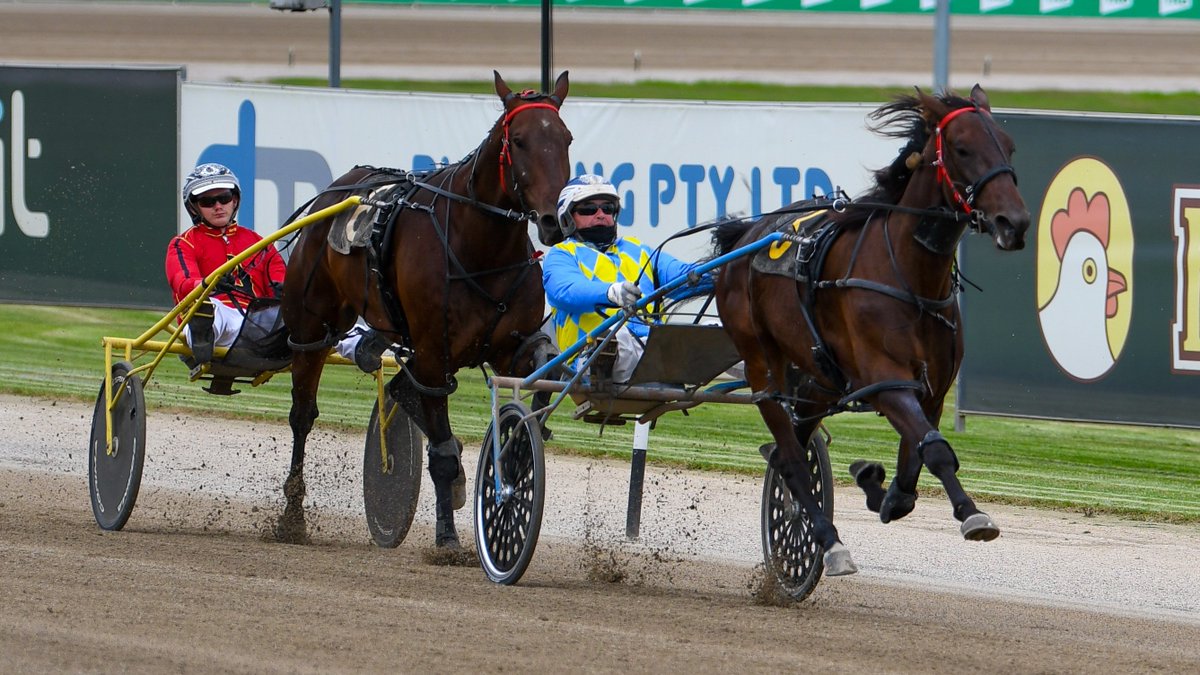 Club Menangle tweet media