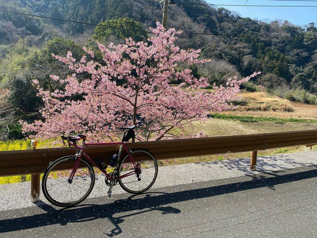 KingoftheSquare's tweet photo. Sakura season has started!
#stravacycling #strava #cyclinglife #cycling #roadbike https://t.co/S30scuM14I https://t.co/tRrUKHCGUh