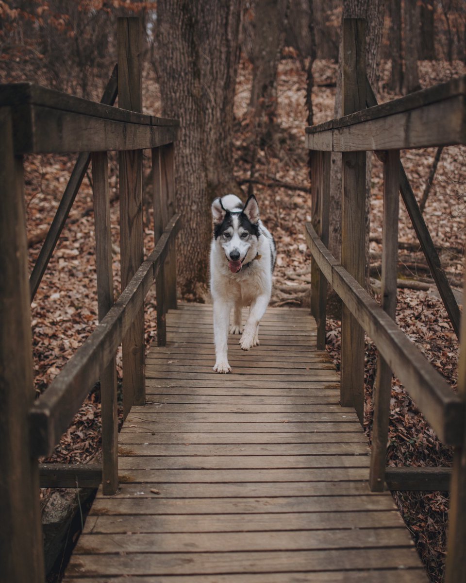 Friday Jr. is coming! How the week has flown!
#dogsoftwitter #dogslife #dogstagram
