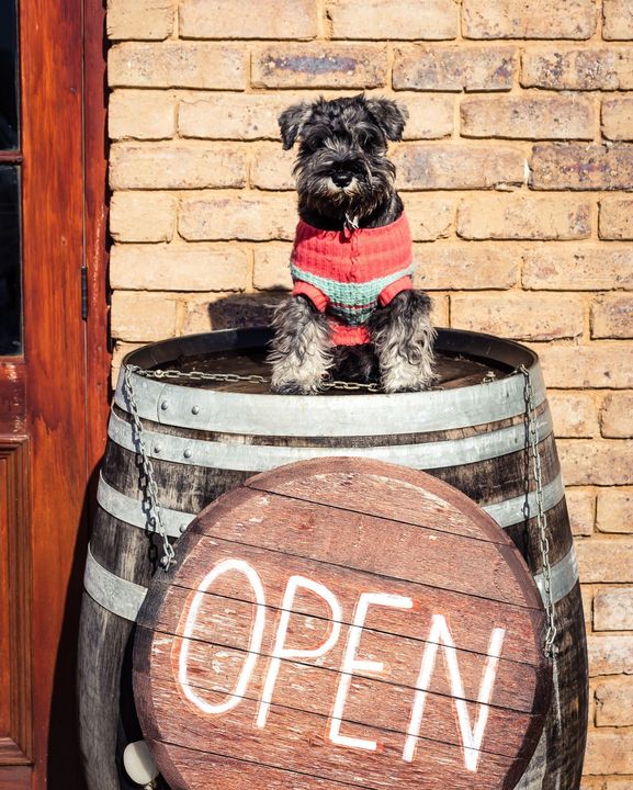Very good boys and girls are welcome at the Cellar Door 🐶 

#raidisestate #wine #winedogs #coonawarra