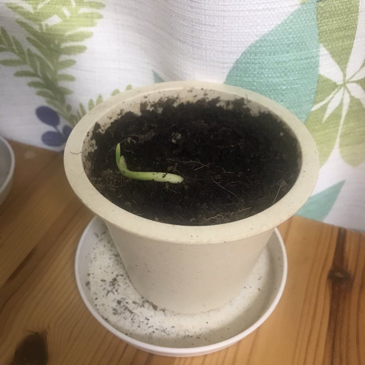 shutaclaus's tweet photo. ドライフルーツのデーツの種を
発芽させて
植えてみました🌱
スタートから変なカーブですが、
彼らの可能性を信じたいと思います。
#デーツ
#なつめやし
#植物🪴 https://t.co/WDEXp6uTz7