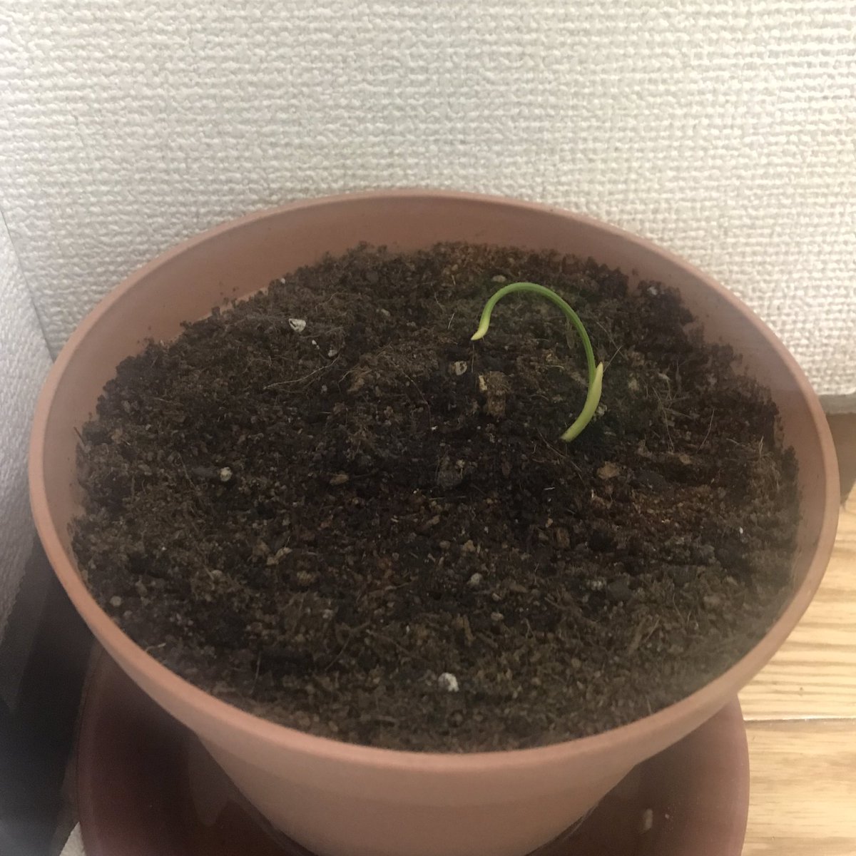 shutaclaus's tweet photo. ドライフルーツのデーツの種を
発芽させて
植えてみました🌱
スタートから変なカーブですが、
彼らの可能性を信じたいと思います。
#デーツ
#なつめやし
#植物🪴 https://t.co/WDEXp6uTz7
