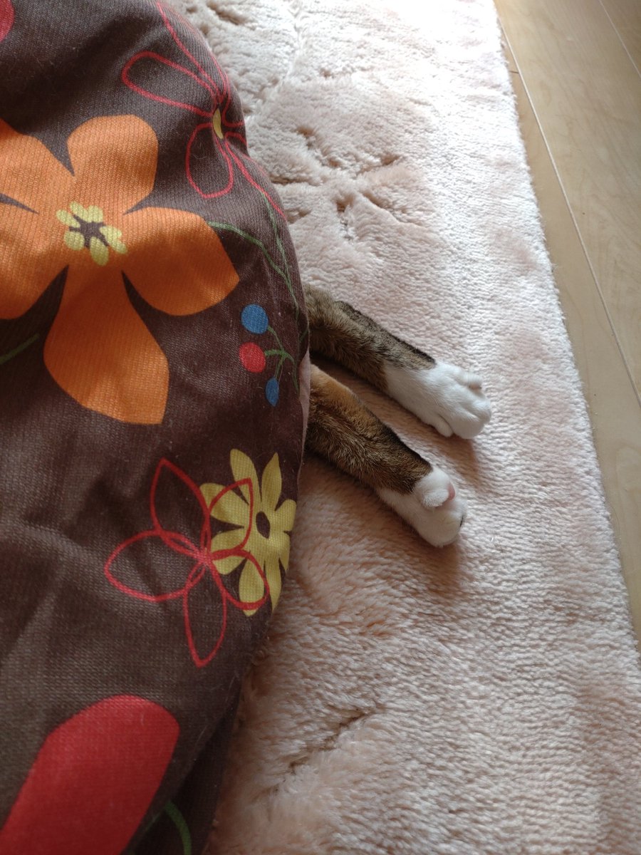 chikatulip's tweet photo. だーれだ⁉️
#猫の居る暮らし 　#猫　#ねこ https://t.co/5U5sPP11IP