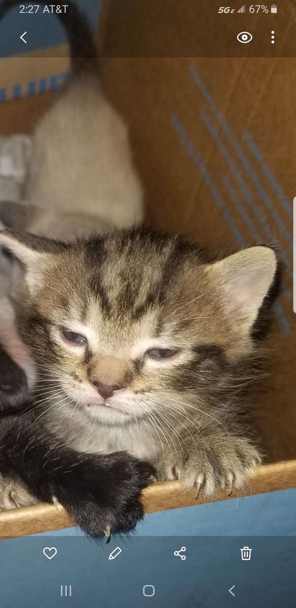 toxicity1995's tweet photo. My cat seems to be a little lit. #CatsOfTwitter #cute https://t.co/xjtaT4A2fv