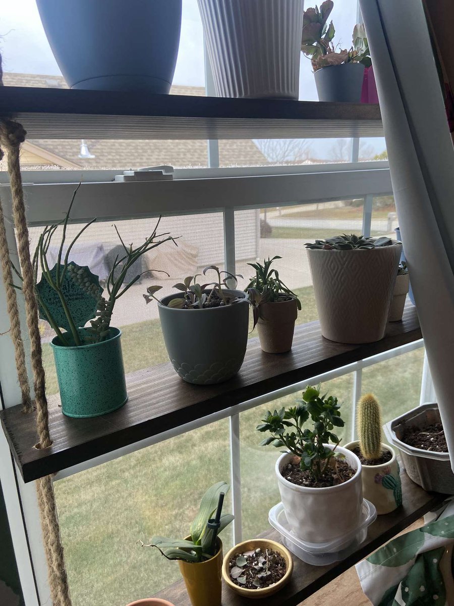 swaflac's tweet photo. these are just a few of my sisters plants that she grows. she has to know the right levels of each nutrient for each plant to help them grow and thrive! growing so many plants can be very difficult but with the right tools, it can be easy! #apesland @franklinlorax https://t.co/It5TEz9eMi