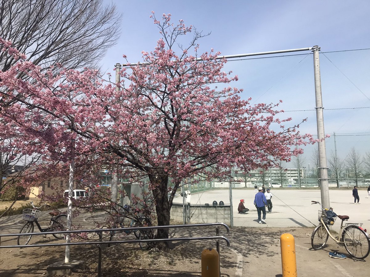 shutaclaus's tweet photo. 春のおとずれ

花はその一瞬のために
どれだけ準備したのだろう
美しく咲くことが
どれだけ価値あることなのか
人はだんごばかり食べるけど
彼らにもそれどころでは
ないのだろうか
時の知らせ��それほど大きいのか

＃春 https://t.co/ZNfnvlqNVr