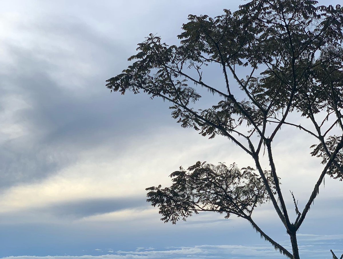 <a href="/NyungwePark/">Nyungwe National Park</a> is simply rwandaful.A photo dedicated to our wowen doing tremendous jobs in conserving the herpetofauna- if you are one of them this is to say: “You are an inspiration”#Tagthem <a href="/jodirowley/">Jodi Rowley</a> <a href="/HiralNaik25/">Hiral Naik</a> <a href="/Umulisa_/">Christella Umulisa</a> and <a href="/BethKaplin1/">Beth Kaplin</a> who pushes other harder @CoErwanda.