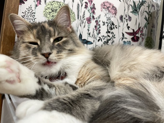 保護猫カフェ鶴橋店のtwitterイラスト検索結果