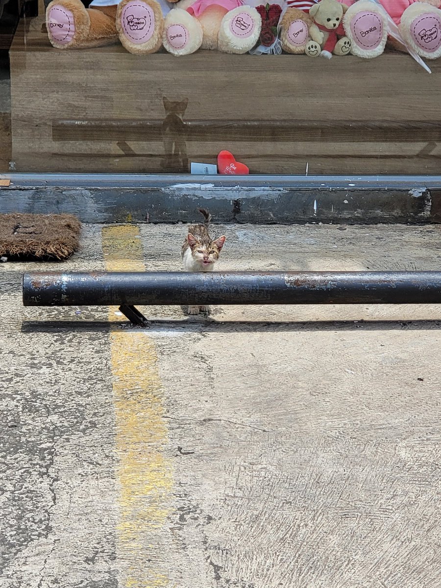 samyancg's tweet image. Halo guys hari ini aku mau bikin thread karena aku butuh bantuan kalian kali ini. 

Aku tadi abis beli jajan dan ketemu sama kucing jalanan masih kitten yang scabiest parah. 

Dia ngeong² terus ke siapapun yg lewat berharap ditolong aku sampe nahan nangis skrg +