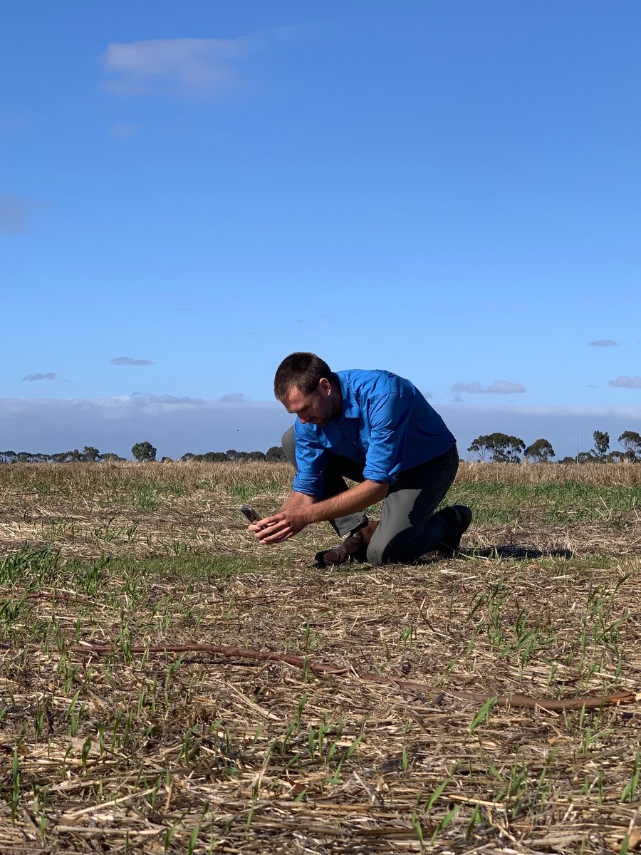 BASF_Agro_Au's tweet photo. It was an early start for our team today, filming content for our new offering #xarvio #SCOUTING at Vite Vite VIC. #xarvio #SCOUTING, the assistant in your pocket, is coming soon to a smartphone near you! #diseaserecognition #weedidentification #leafdamage #emergenceanalysis https://t.co/Y4DMRUvs9W