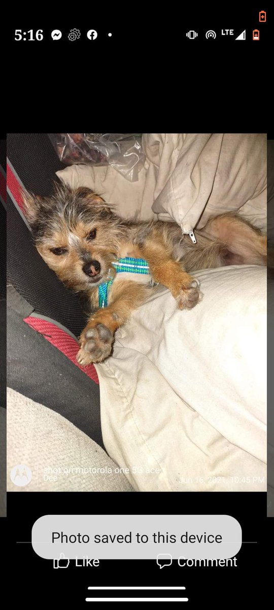 Poquito was stolen off his leash 2 days ago.  I know who it was and she is going down into the flames of hell