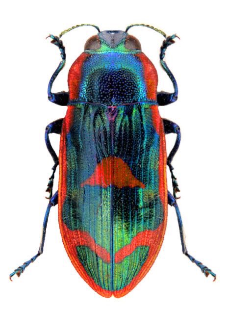 cryptolith_'s tweet photo. check out these bugs. Very good https://t.co/vgDla6R26p