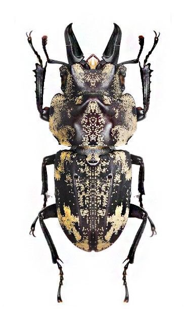 cryptolith_'s tweet photo. check out these bugs. Very good https://t.co/vgDla6R26p