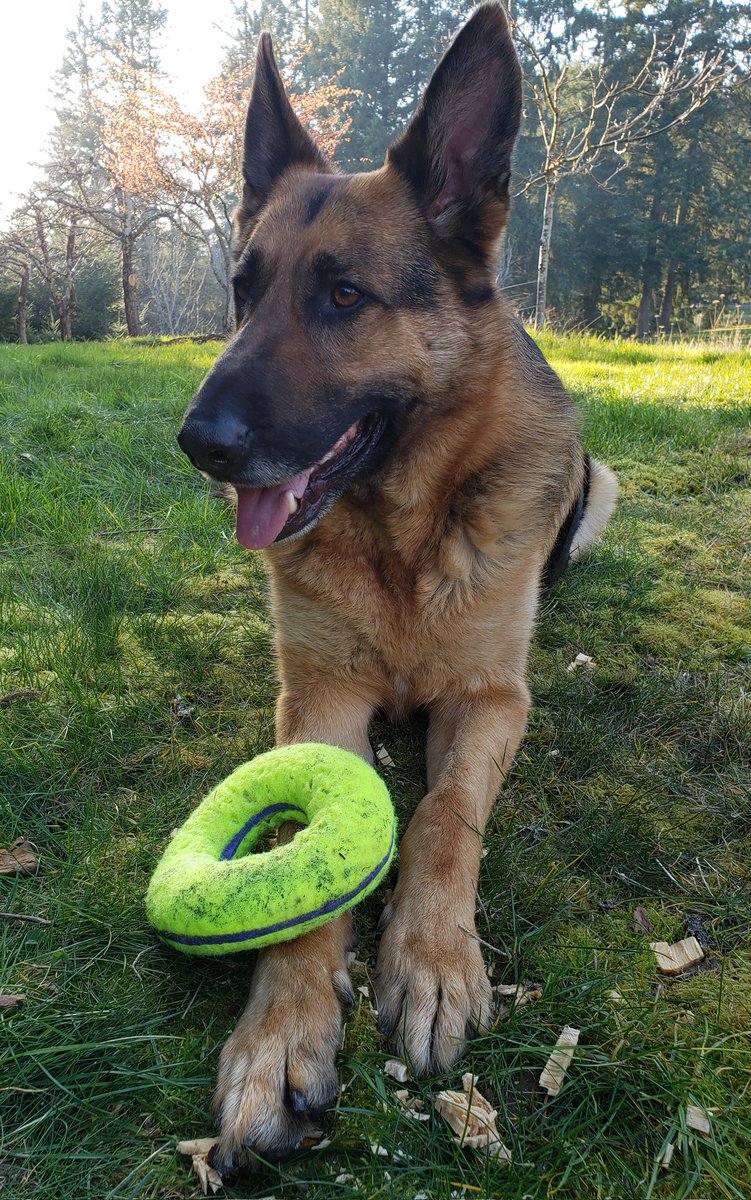 MsSonicFlare's tweet photo. When someone call on my k9 by his name at random public place. You know that he is legitimately a popular doggo #TheSegen #dogsoftwitter #gsd #GermanShepherd #k9 #GermanShepherds https://t.co/p8Uhxm0vw9