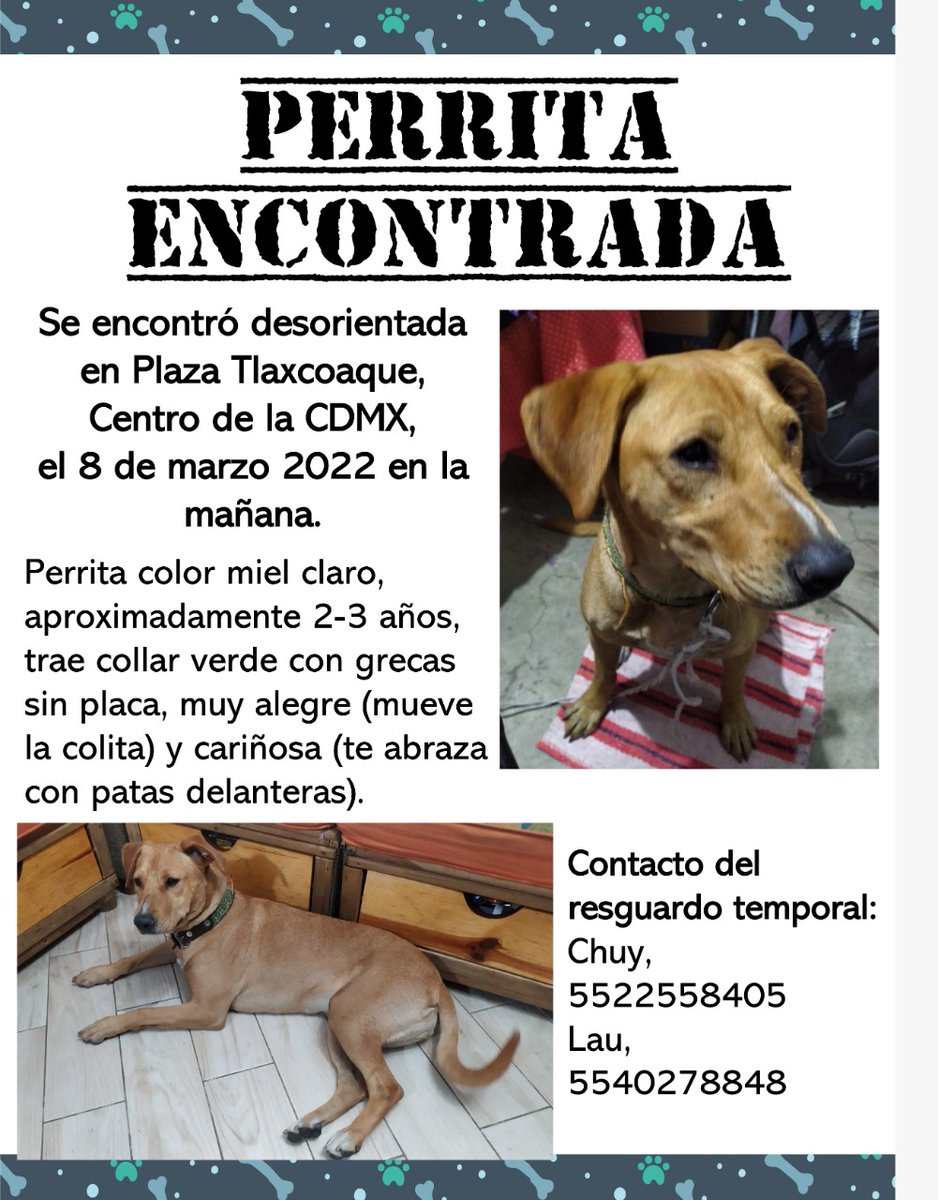 ZeaMayiz's tweet photo. #Ayuda para buscar a la familia de una #Perrita encontrada en la mañana del #8M en el #CentroHistórico de la #CDMX se encuentra en resguardo pero no la podemos tener por mucho tiempo. 
#mascota #sosmascota #PerrosPerdidosMx https://t.co/F0RrU9WPAP