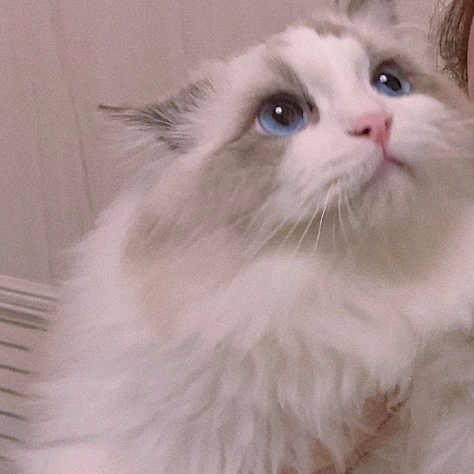 xioaliang's tweet photo. 🐱 https://t.co/4nwVY7JrBp