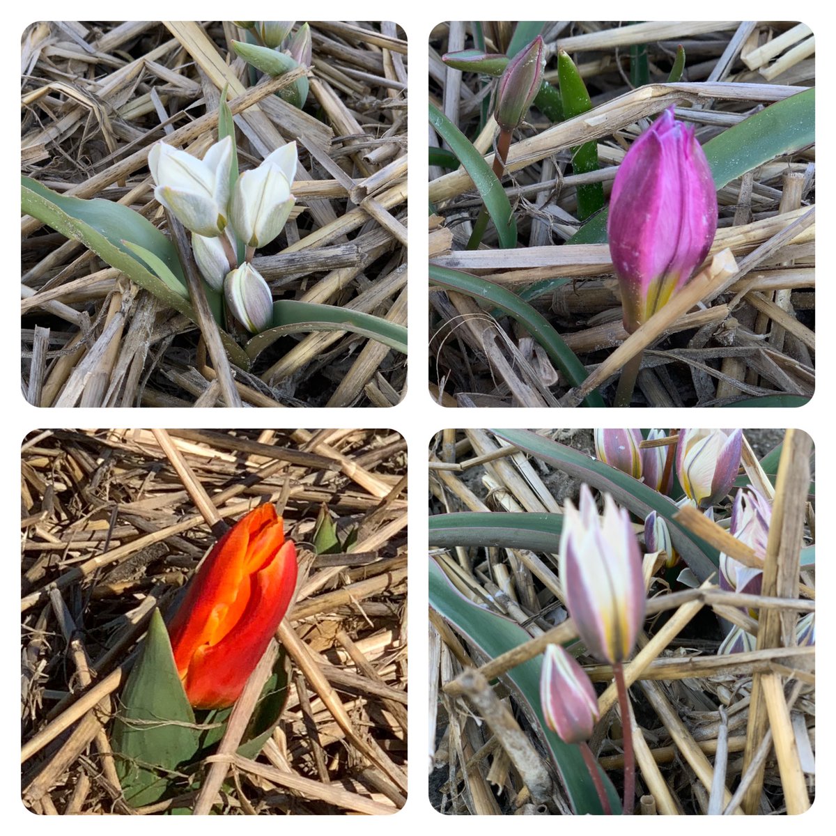 De eerste tulpjes gespot met Henk van Drie in de #tulpensoortentuin #Espel #Onderduikerspad 
1700 verschillende soorten bollen met de hand geplant. Onderdeel van #tulpenfestivalnoordoostpolder