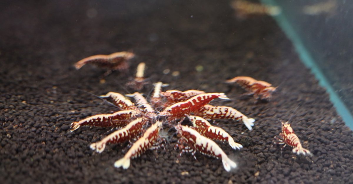 clm38k's tweet photo. 久しぶりにきれいに並んで食べてた🦐
#RGFB https://t.co/y4aU53RxDk