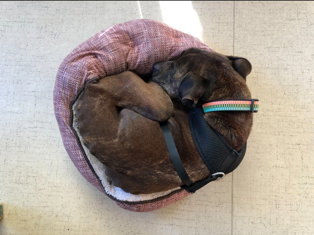 Muttville Senior Dog Rescue, San Francisco on Twitter "Why do big dogs