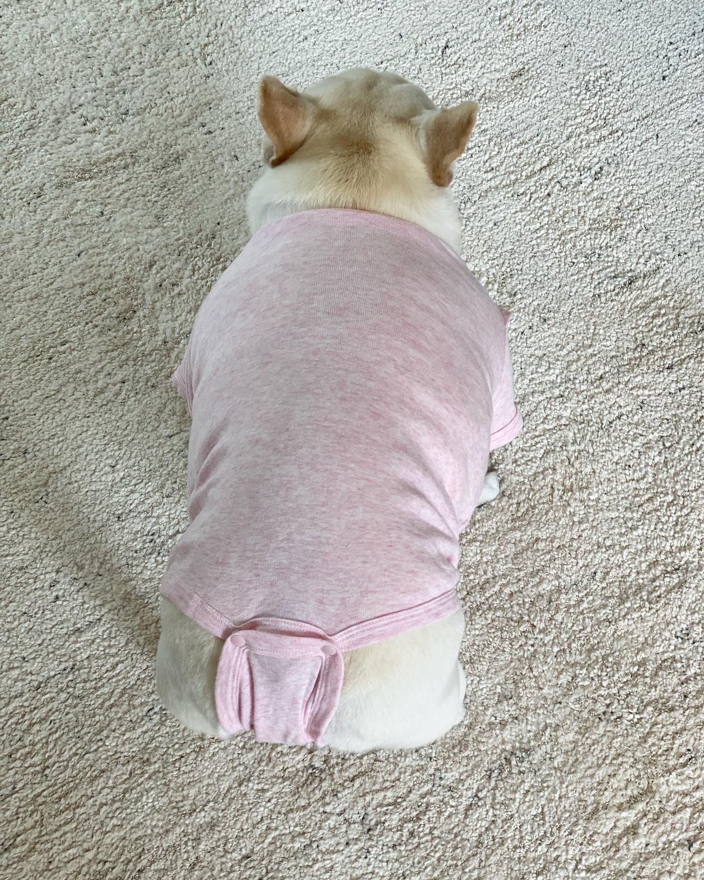 ひまわり フレブルは赤ちゃんの服がぴったりという噂は本当です フレンチブルドッグ T Co Kcay8adsjl Twitter