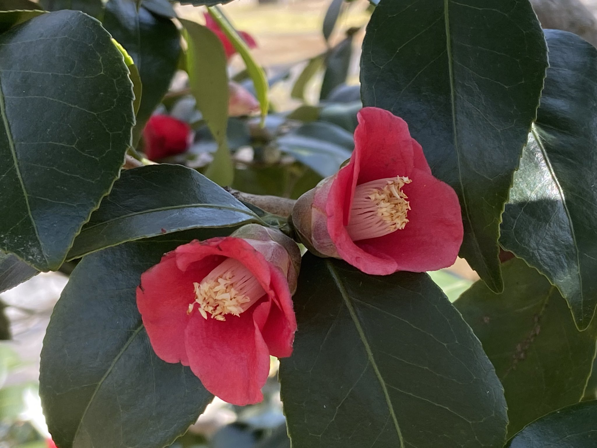 ことり お返事ゆっくりです 水仙の隣りに咲く 薄紫の花は何でしょう 左上の椿 天倫寺月光 てんりんじがっこう 右下の椿 岩根絞 いわねしぼり 万博記念公園 椿の森 水仙 T Co 3t2bccle75 Twitter