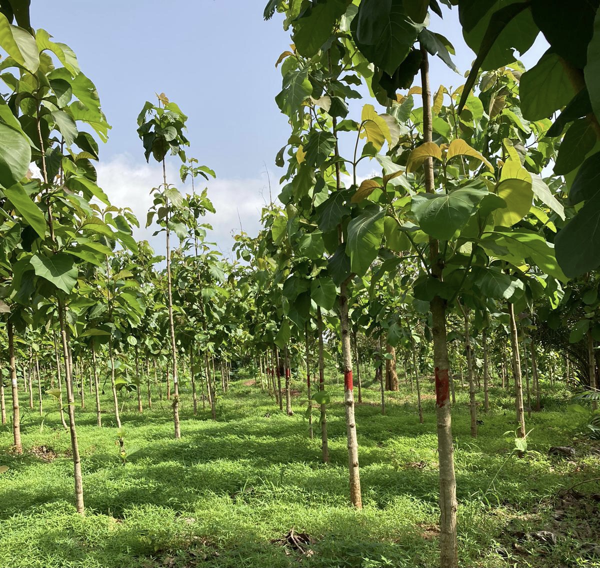 Mere Plantations tweet media