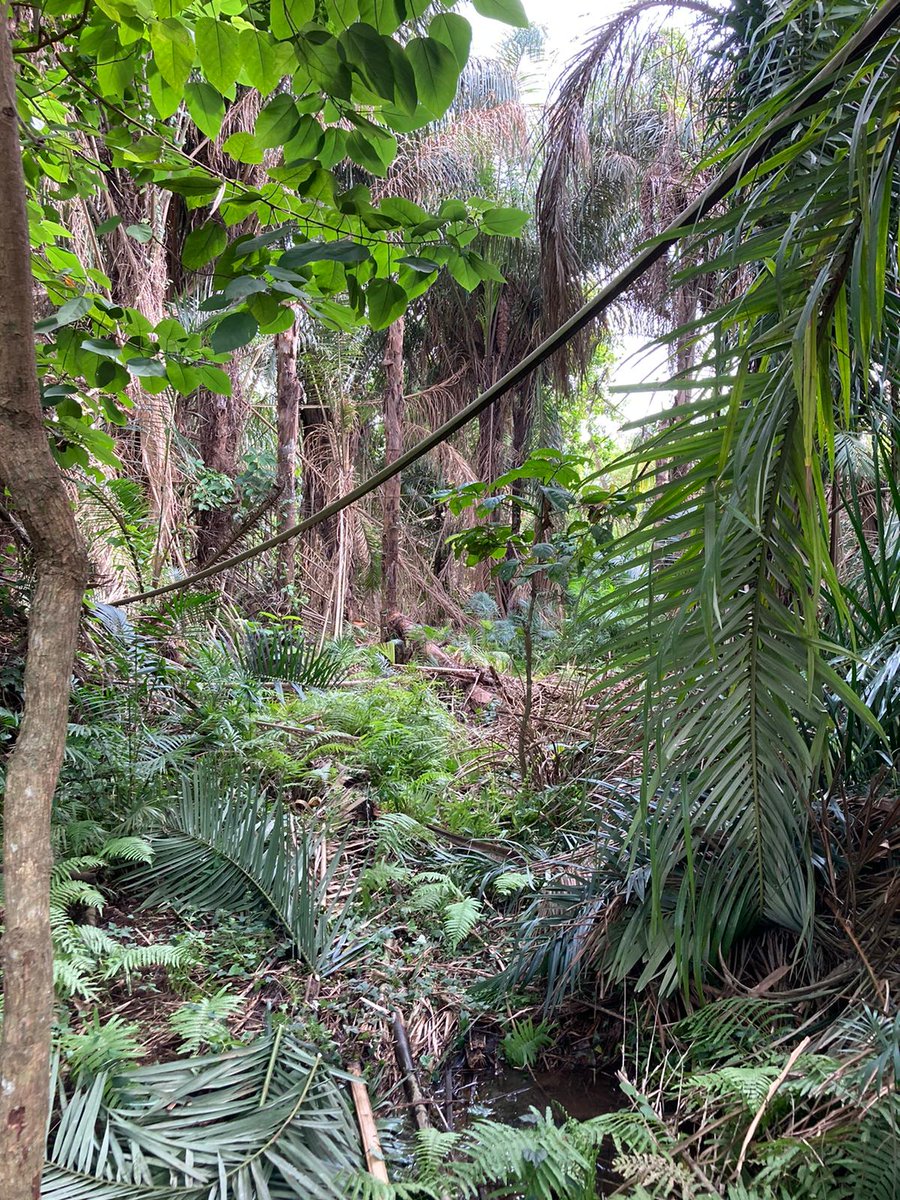 Both of these photo's were taken in our plantation.

Sustainably growing #timber should be balanced with other considerations: protecting biodiversity, caring for soils, increasing #carbon storage, whilst respecting #people and #nature.

#SoilHealth #GrowingGhana #Teak #SDG15🇬🇭🇬🇧