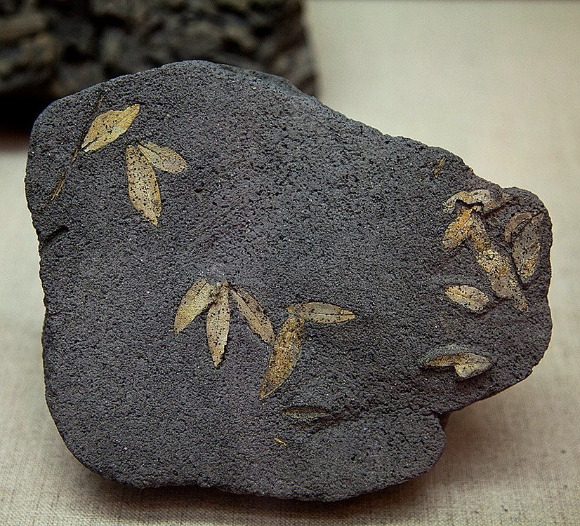 GrecianGirly's tweet photo. Fossilised olive leaves from the Greek island of Santorini. These are thought to be ca. 60,000 years old! They can be viewed at the Prehistoric Museum of Thera (Thira / Fira), Santorini, Greece. Photo credit: https://t.co/DwLkVYSBxJ https://t.co/Qkqxa5KFZW https://t.co/KfTG6UECCu